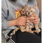 Бенгальский котенок девочка
