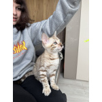 Бенгальский котенок снежный мальчик