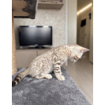 Бенгальский котенок снежный мальчик