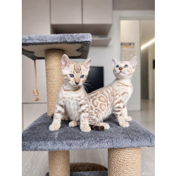 Бенгальский котенок снежный мальчик