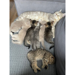 Продаю шотландских вислоухих и прямоухих котят