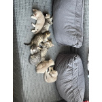 Продаю шотландских вислоухих и прямоухих котят