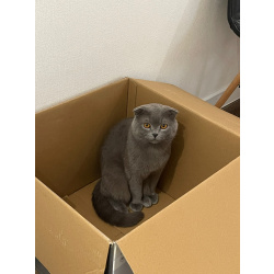 Продаю шотландских вислоухих и прямоухих котят