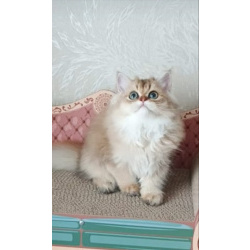 Британская золотая шиншилла Котёнок