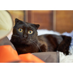Роскошный черный котик-подросток Марио, метис шотландской вислоухой ищет дом