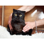 Роскошный черный котик-подросток Марио, метис шотландской вислоухой ищет дом