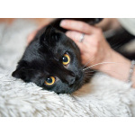 Роскошный черный котик-подросток Марио, метис шотландской вислоухой ищет дом