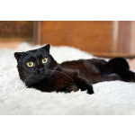 Роскошный черный котик-подросток Марио, метис шотландской вислоухой ищет дом
