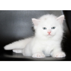 Сибирские котята