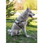 Волчок, идеальный семейный пес породы Западносибирская лайка ищет дом