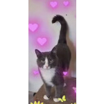 Кот ДымОК ищет дом