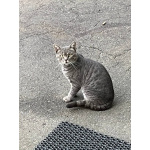 Котята ищут дом