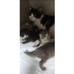 Котята ищут дом