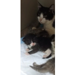 Котята ищут дом
