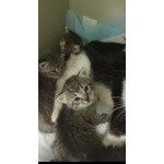 Котята ищут дом