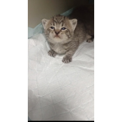 Котята ищут дом