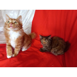 Котёнок курильский бобтейл