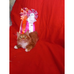 Котёнок курильский бобтейл