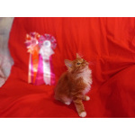Котёнок курильский бобтейл