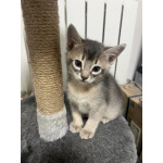 Аббисинские котята