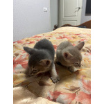Аббисинские котята