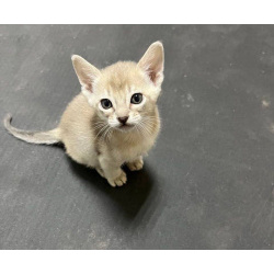 Аббисинские котята