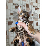 Бенгальские котята с документами