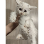Котята мейн-кун