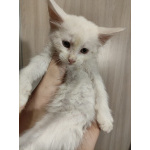 Котята мейн-кун