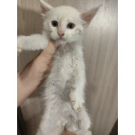 Котята мейн-кун