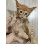 Котята мейн-кун