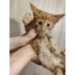 Котята мейн-кун