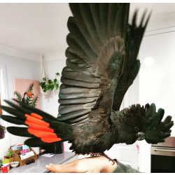 Траурный какаду Бэнкса, или краснохвостый траурный какаду (Calyptorhynchus banksii) птенцы выкормыш
