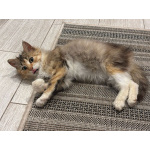 Маленькая Роза. Котенок в добрые руки.