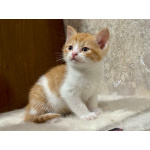 Рыжие мальчишки. Котята 1,5 мес. в добрые руки.