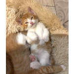 Рыжие мальчишки. Котята 1,5 мес. в добрые руки.