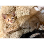 Рыжие мальчишки. Котята 1,5 мес. в добрые руки.