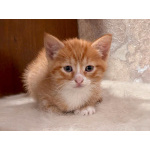 Рыжие мальчишки. Котята 1,5 мес. в добрые руки.