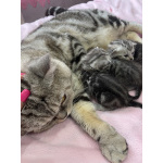 Британские мраморные котята