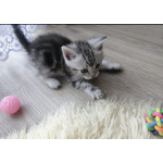 Британские мраморные котята