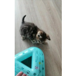 Британские мраморные котята