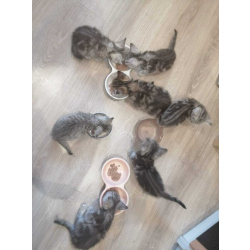 Британские мраморные котята