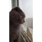 Отдам в хорошие руки