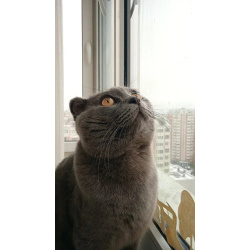 Отдам в хорошие руки