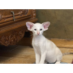 Инопланетные котята