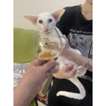 Инопланетные котята
