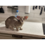 Инопланетные котята