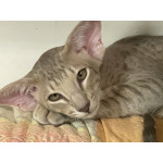 Инопланетные котята