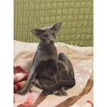 Инопланетные котята