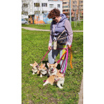 Щенки вельш корги пемброк